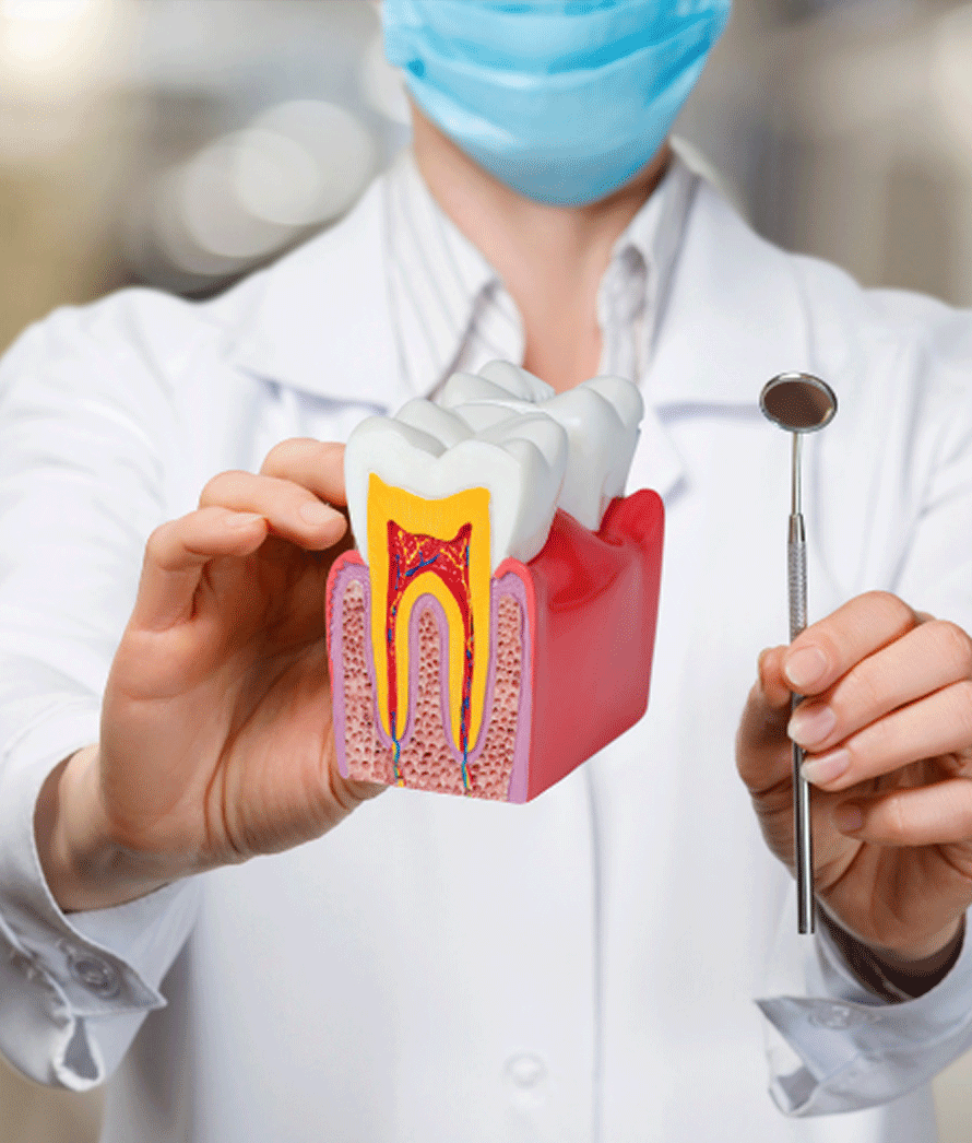 Na imagem, vemos um profissional de odontologia, usando um jaleco branco e máscara facial, que está segurando um modelo de dente ampliado em uma mão e um espelho dentário na outra. O modelo de dente é uma representação didática que mostra a anatomia interna do dente, incluindo o esmalte, a dentina, a polpa e as raízes com os canais radiculares. Este tipo de modelo é frequentemente utilizado para educar os pacientes sobre procedimentos como tratamentos de canal, onde a polpa infectada ou danificada do dente é removida.